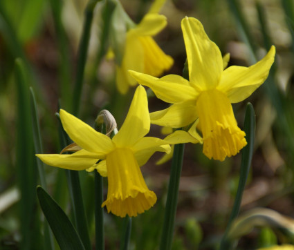 Narzisse ‘February Gold’