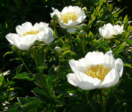 Paeonia ‘Jan van Leeuwen’