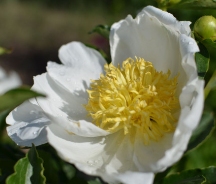 Paeonia ‘Jan van Leeuwen’