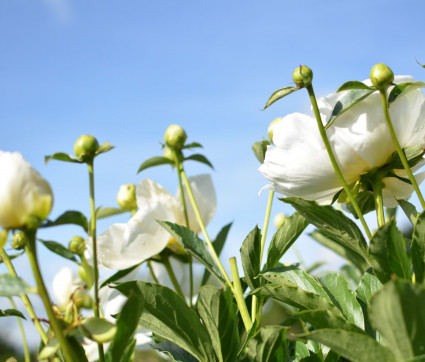 Paeonia ‘Jan van Leeuwen’