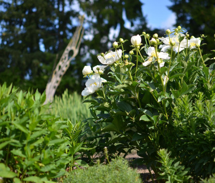 Paeonia ‘Jan van Leeuwen’