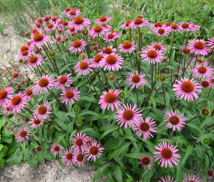 Echinacea purpurea 'Pica Bella' ®