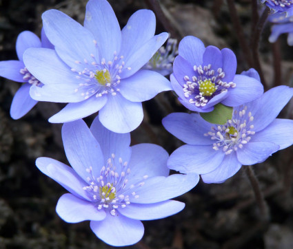 Hepatica transsilvanica 'Winterfreude'