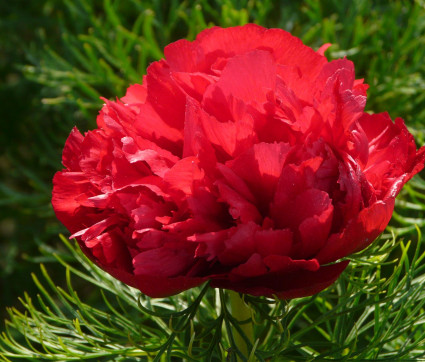 Paeonia tenuifolia 'Plena'