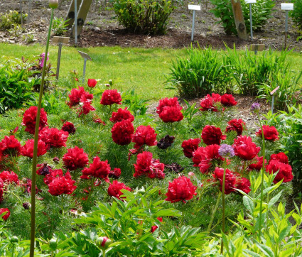 Paeonia tenuifolia 'Plena'