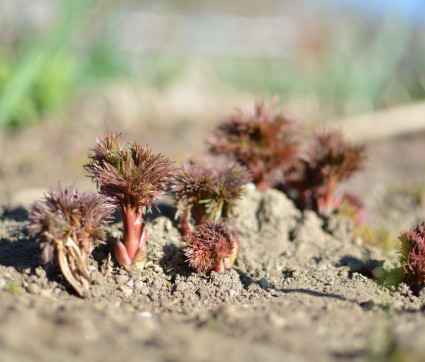 Paeonia tenuifolia 'Plena'