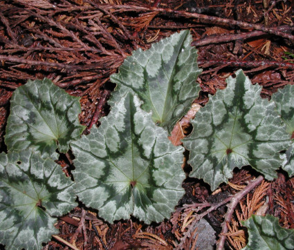 Cyclamen hederifolium