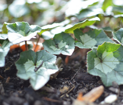 Cyclamen hederifolium