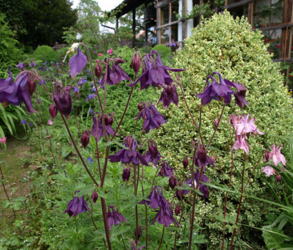 Aquilegia atrata