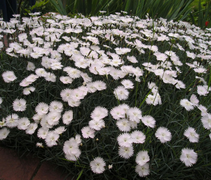 Dianthus plumarius 'Maischnee'