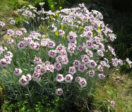 Dianthus plumarius 'Nanus Sweetness'