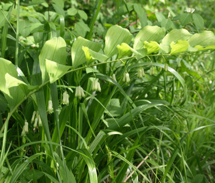 Polygonatum multiflorum