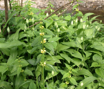 Lamium montanum mit Allium ursinum