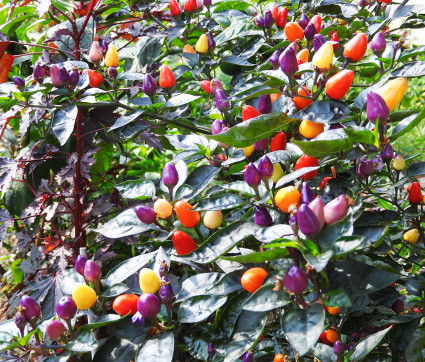 Capsicum annuum 'Bolivian Rainbow'