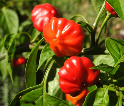 Capsicum baccatum 'Brazilian Starfish'