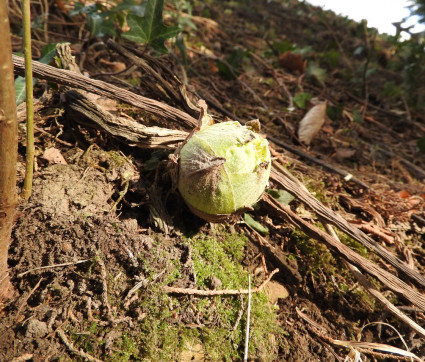 Petasites-Austrieb