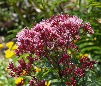 Eupatorium fistulosum ‘Atropurpureum’