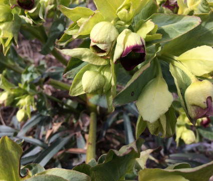 Helleborus foetidus