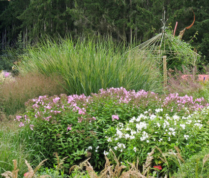 Panicum virgatum 'Cloud Nine'