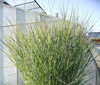 Panicum virgatum 'Cloud Nine'