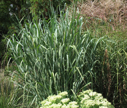 Panicum virgatum 'Dallas Blue'