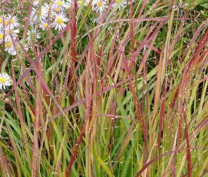 Panicum virgatum 'Hänse Herms''