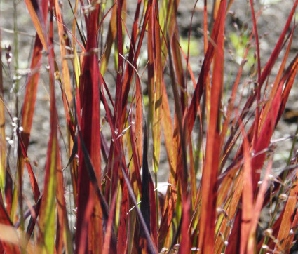 Panicum virgatum 'Külsenmoor'