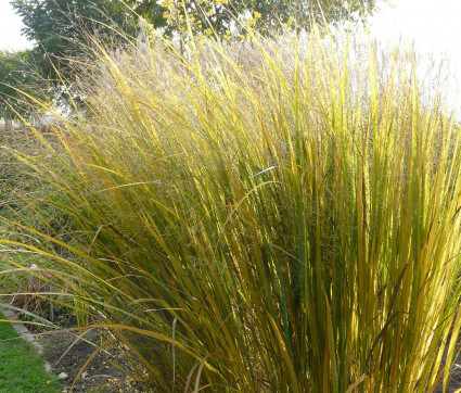 Panicum virgatum 'Northwind'