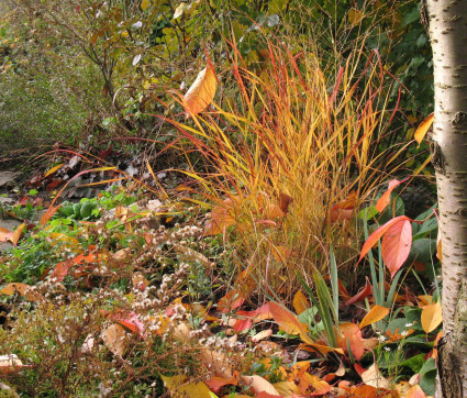 Panicum virgatum 'Rehbraun'