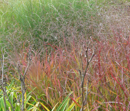 Panicum virgatum 'Shenandoah'