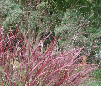 Panicum virgatum 'Shenandoah'