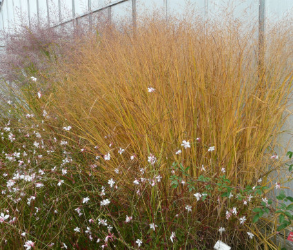 Panicum virgatum 'Strictum'