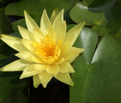 Nymphaea odorata 'Sulphorea'