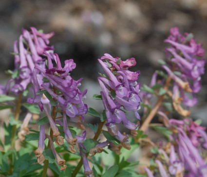 Corydalis solida ssp. incisa