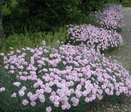 Dianthus plumarius 'Roseus'