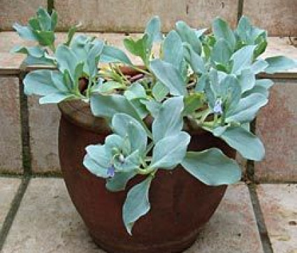 Mertensia maritima