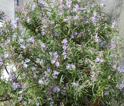 Rosmarinus officinalis 'Severn Sea'