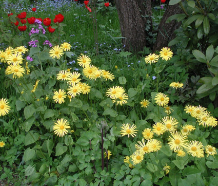 Doronicum officinalie 'Magnificum'