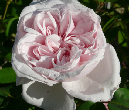 Rosa ‘Souvenir de la Malmaison’