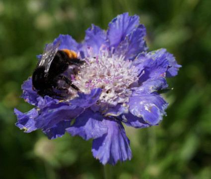 Scabiosa caucasica 'Stäfa'