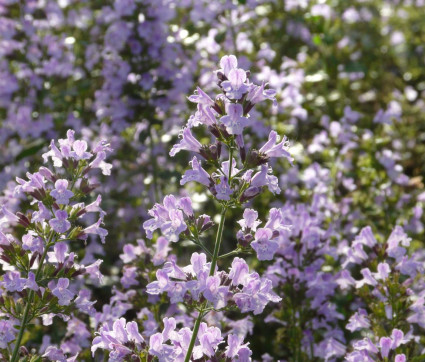 Calamintha nepeta ‘Blue Cloud’