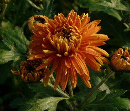 Chrysanthemum ‘Ordensstern’