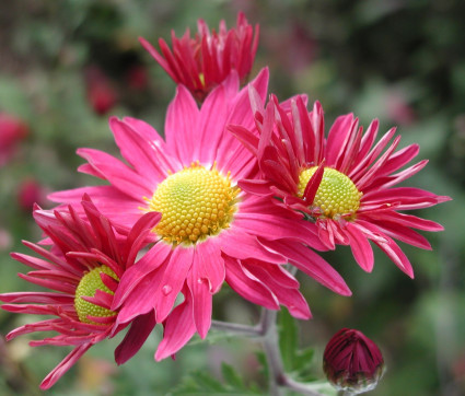 Chrysanthemum ‘Oury’