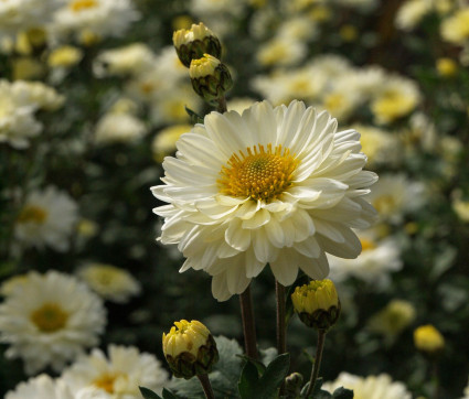 Chrysanthemum ‘Poesie’