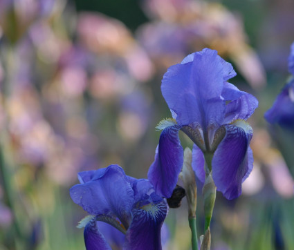 Iris germanica