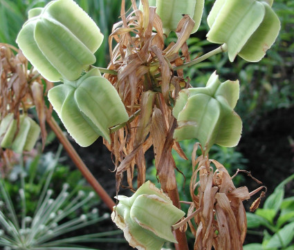 Fritillaria imperalis ‘Husarenstern’