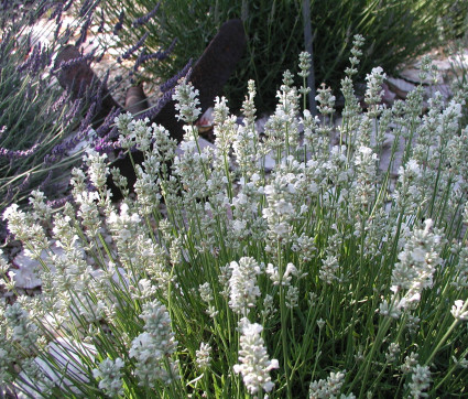 L. angustifolia ‘Blue Mountain White’