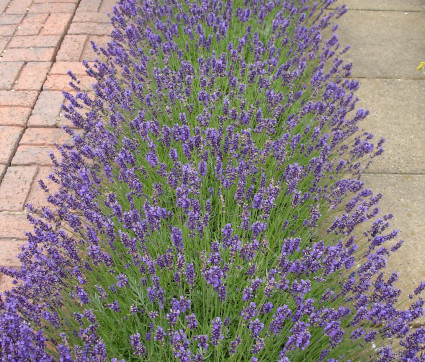 L. angustifolia ‘Imperial Gem’