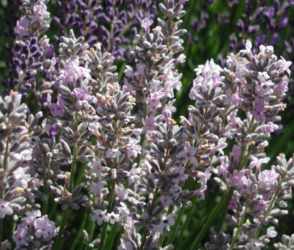 Lavandula angustifolia ‘Miss Katherine’