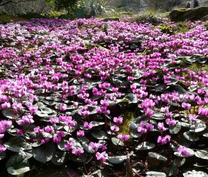 Cyclamen coum